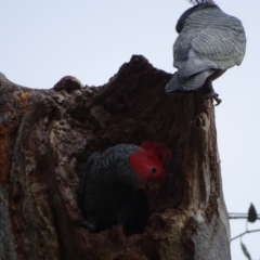 Callocephalon fimbriatum (Gang-gang Cockatoo) at GG168 - 4 Oct 2022 by Mike