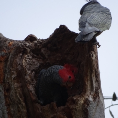 Callocephalon fimbriatum (Gang-gang Cockatoo) at Mount Mugga Mugga - 4 Oct 2022 by Mike