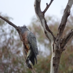 Callocephalon fimbriatum at O'Malley, ACT - 4 Oct 2022