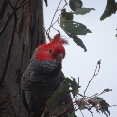 Callocephalon fimbriatum at O'Malley, ACT - 4 Oct 2022