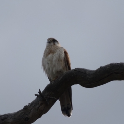 Falco cenchroides (Nankeen Kestrel) at Mount Mugga Mugga - 4 Oct 2022 by Mike
