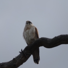 Falco cenchroides (Nankeen Kestrel) at O'Malley, ACT - 4 Oct 2022 by Mike