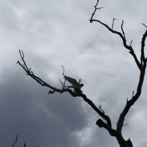 Falco cenchroides at O'Malley, ACT - 4 Oct 2022