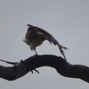 Falco cenchroides at O'Malley, ACT - 4 Oct 2022