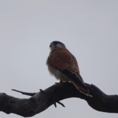 Falco cenchroides at O'Malley, ACT - 4 Oct 2022