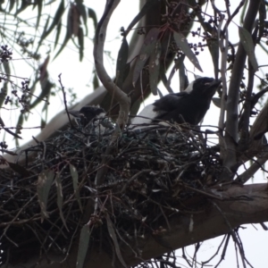 Gymnorhina tibicen at O'Malley, ACT - 4 Oct 2022 02:53 PM