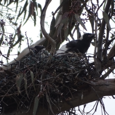 Gymnorhina tibicen (Australian Magpie) at O'Malley, ACT - 4 Oct 2022 by Mike