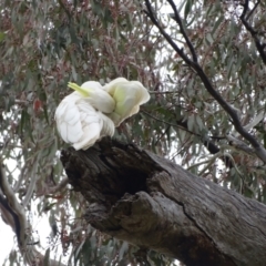 Cacatua galerita (Sulphur-crested Cockatoo) at Mount Mugga Mugga - 4 Oct 2022 by Mike