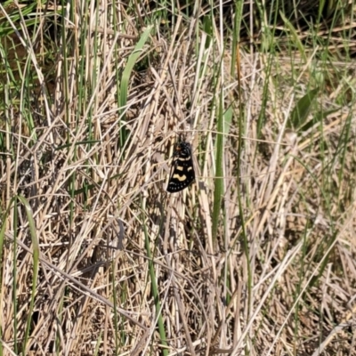 Phalaenoides tristifica (Willow-herb Day-moth) at Aranda Bushland - 2 Oct 2022 by KMcCue