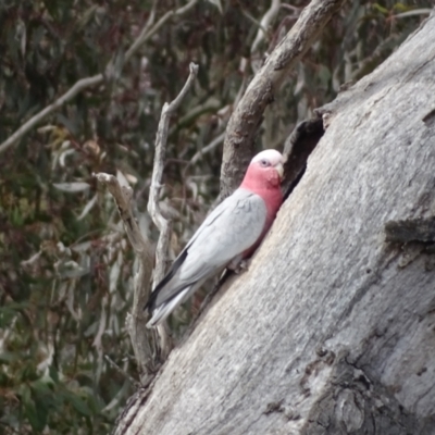 Eolophus roseicapilla (Galah) at Mount Mugga Mugga - 4 Oct 2022 by Mike