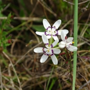 Wurmbea dioica subsp. dioica at O'Malley, ACT - 4 Oct 2022