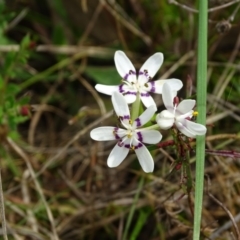 Wurmbea dioica subsp. dioica (TBC) at O'Malley, ACT - 4 Oct 2022 by Mike