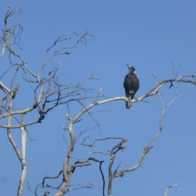 Gymnorhina tibicen (Australian Magpie) at Isaacs Ridge and Nearby - 2 Oct 2022 by Mike