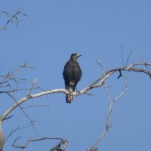 Gymnorhina tibicen at Jerrabomberra, ACT - 2 Oct 2022