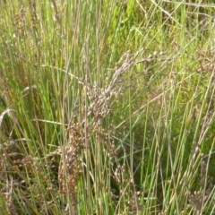 Juncus (genus) (A Rush) at Jerrabomberra, ACT - 2 Oct 2022 by Mike