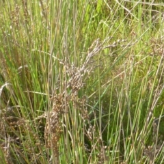 Juncus sp. (A Rush) at Jerrabomberra, ACT - 2 Oct 2022 by Mike