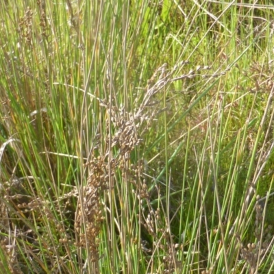 Juncus (genus) (A Rush) at Jerrabomberra, ACT - 2 Oct 2022 by Mike