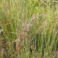 Unidentified Rush / Sedge / Mat Rush (TBC) at suppressed - 2 Oct 2022 by Mike