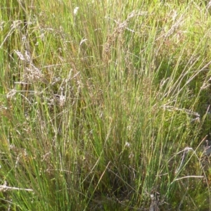 Juncus sp. at Jerrabomberra, ACT - 2 Oct 2022 03:38 PM