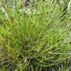 Schoenus apogon (Common Bog Sedge) at Isaacs Ridge and Nearby - 2 Oct 2022 by Mike