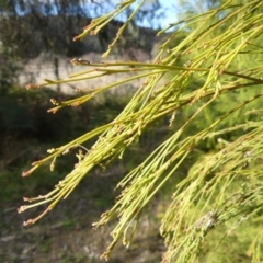 Exocarpos cupressiformis (Cherry Ballart) at Tralee, NSW - 24 Aug 2022 by RomanSoroka