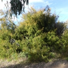 Exocarpos cupressiformis at Tralee, NSW - 24 Aug 2022 03:30 PM