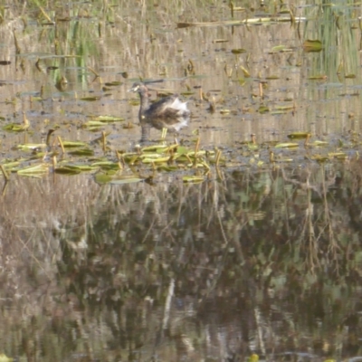 Tachybaptus novaehollandiae (Australasian Grebe) at Jerrabomberra, ACT - 2 Oct 2022 by Mike