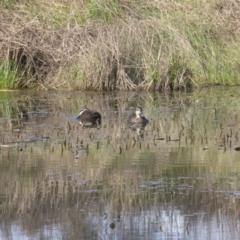 Anas superciliosa (Pacific Black Duck) at Jerrabomberra, ACT - 2 Oct 2022 by Mike