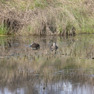 Anas superciliosa (Pacific Black Duck) at Jerrabomberra, ACT by Mike