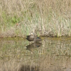 Anas superciliosa at Jerrabomberra, ACT - 2 Oct 2022