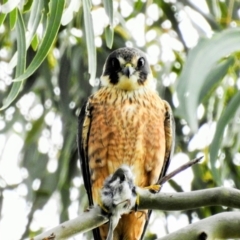 Falco longipennis (Australian Hobby) at Lions Youth Haven - Westwood Farm - 3 Oct 2022 by HelenCross