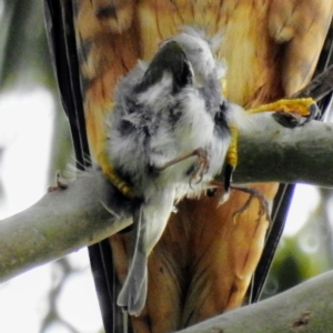 Falco longipennis at Kambah, ACT - 4 Oct 2022