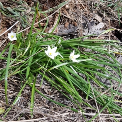 Ornithogalum umbellatum (Star of Bethlehem) at The Fair, Watson - 4 Oct 2022 by HappyWanderer