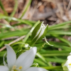 Ornithogalum umbellatum at Watson, ACT - 4 Oct 2022 01:55 PM