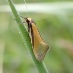 Philobota undescribed species near arabella (A concealer moth) at Murrumbateman, NSW - 4 Oct 2022 by SimoneC
