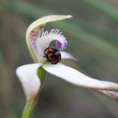 Ditropidus pulchellus (Leaf beetle) at Piney Ridge - 29 Sep 2022 by RobG1