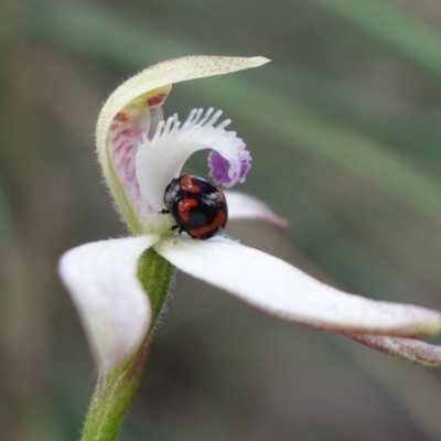 Ditropidus pulchellus (Leaf beetle) at Block 402 - 29 Sep 2022 by RobG1