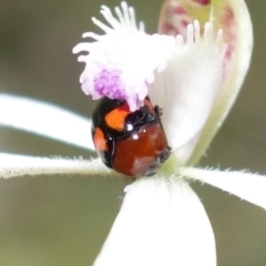 Ditropidus pulchellus at Stromlo, ACT - 29 Sep 2022