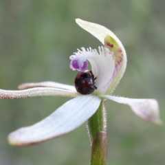 Ditropidus pulchellus at Stromlo, ACT - 29 Sep 2022