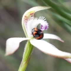 Ditropidus pulchellus at Stromlo, ACT - 29 Sep 2022