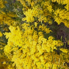 Acacia fimbriata (Fringed Wattle) at Bruce Ridge to Gossan Hill - 3 Oct 2022 by abread111