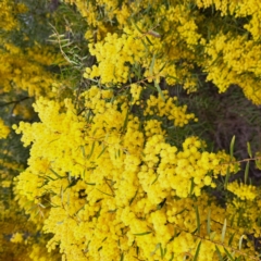 Acacia fimbriata (Fringed Wattle) at Bruce, ACT - 4 Oct 2022 by abread111