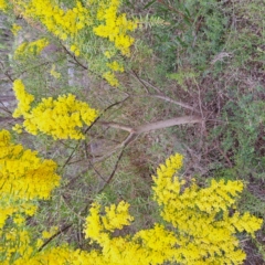 Acacia fimbriata at Bruce, ACT - 4 Oct 2022 10:15 AM