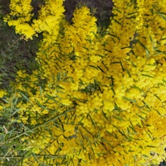 Acacia fimbriata at Bruce, ACT - 4 Oct 2022