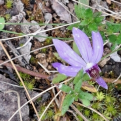 Cyanicula caerulea (Blue Fingers, Blue Fairies) at Bruce, ACT - 3 Oct 2022 by abread111