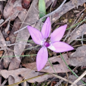 Glossodia major at Point 5828 - 4 Oct 2022