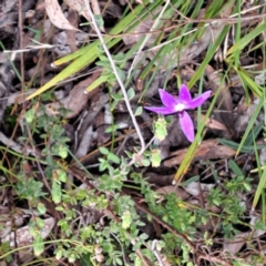 Glossodia major at Point 5828 - 4 Oct 2022