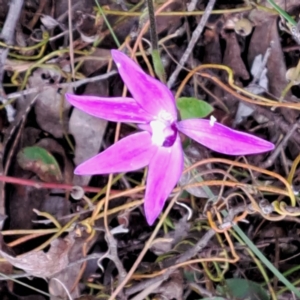 Glossodia major at Point 5828 - 4 Oct 2022