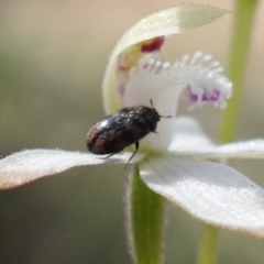 Dermestidae sp. (family) (Dermestid, carpet or hide beetles) at Denman Prospect 2 Estate Deferred Area (Block 12) - 2 Oct 2022 by RobG1