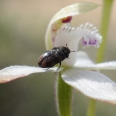 Dermestidae sp. (family) (Dermestid, carpet or hide beetles) at Molonglo Valley, ACT - 2 Oct 2022 by RobG1